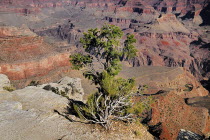 USA, Arizona, Grand Canyon, South Rim view from Yavapai Point.