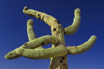 USA, Arizona,Tucson, Mission Church of San Xavier del Bac, Cactus Plant.