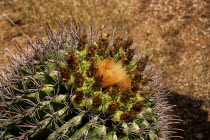 USA, Arizona, Saguaro National Park, Cactus Plants.