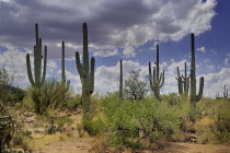 USA, Arizona, Saguaro National Park, Cactus Plants.