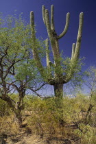 USA, Arizona, Saguaro National Park, Cactus Plants.