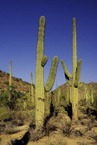 USA, Arizona, Saguaro National Park, Cactus Plants.