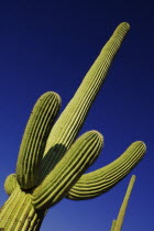 USA, Arizona, Saguaro National Park, Cactus Plants.