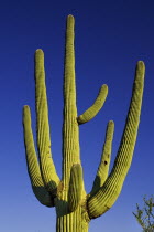 USA, Arizona, Saguaro National Park, Cactus Plants.