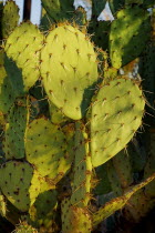 USA, Arizona, Saguaro National Park, Cactus Plants.