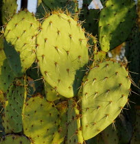 USA, Arizona, Saguaro National Park, Cactus Plants.