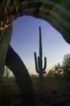 USA, Arizona, Saguaro National Park, Cactus Plants.