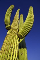 USA, Arizona, Saguaro National Park, Cactus Plants.