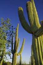 USA, Arizona, Saguaro National Park, Cactus Plants.