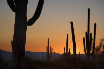 USA, Arizona, Saguaro National Park, Cactus Plants silhouetted at dusk.