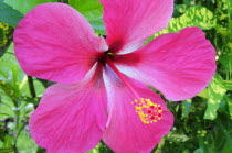 Mexico, Veracruz, Papantla, Pink hibiscus flower.