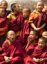 India, Sikkim, Buddhist monks in a  Losar chanting ceremony in a monastery.