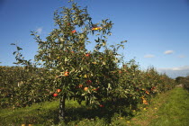 Fruit, Apple, Apples growing on the tree in Grange Farms orchard.