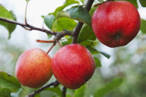 Fruit, Apple, Katy apples growing on the tree in Grange Farms orchard.