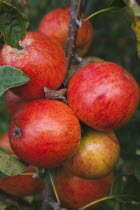 Fruit, Apple, Katy apples growing on the tree in Grange Farms orchard.