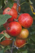 Fruit, Apple, Katy apples growing on the tree in Grange Farms orchard.