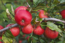 Fruit, Apple, Katy apples growing on the tree in Grange Farms orchard.