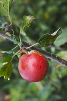 Fruit, Apple, Katy apples growing on the tree in Grange Farms orchard.