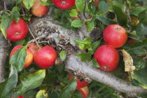 Fruit, Apple, Katy apples growing on the tree in Grange Farms orchard.