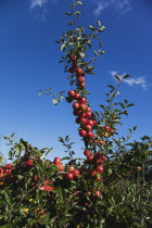 Fruit, Apple, Royal Gala apples growing on the tree in Grange Farms orchard.