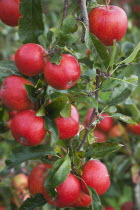 Fruit, Apple, Katy apples growing on the tree in Grange Farms orchard.