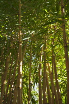 Plants, Tree, Bamboo.