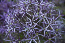 Plant, Flower, Allium, Close up view of head.