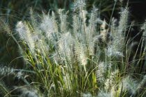 Plants, Grass, Pennisetum alopecuroides, Hameln.