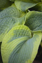 Plants, Hosta, Large heart shaped variegated green leaves.