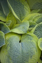 Plants, Hosta, Large heart shaped variegated green leaves.