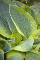 Plants, Hosta, Large heart shaped variegated green leaves.