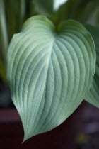 Plants, Hosta, Large green heart shaped leaves.