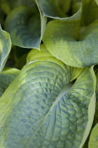 Plants, Hosta, Large heart shaped variegated green leaves.