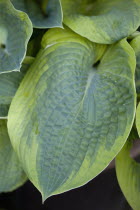 Plants, Hosta, Large heart shaped variegated green leaves.