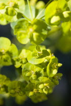 Plants, Flowers, Euphorbia amygdaloides robbiae, Light green flowers on bracts of Wood spurge also known as Mrs Robb's bonnet.