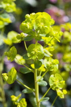 Plants, Flowers, Euphorbia amygdaloides robbiae, Light green flowers on bracts of Wood spurge also known as Mrs Robb's bonnet.