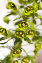 Plants, Flowers, Euphorbia amygdaloides robbiae, Light green flowers on bracts of Wood spurge also known as Mrs Robb's bonnet.