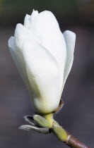 Plants, Trees, Magnolia  soulangeana 'Alba Superba', Opening white flower bud on a Magnolia tree.