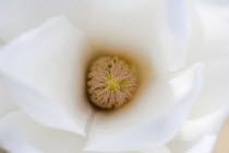 Plants, Trees, Magnolia  soulangeana 'Alba Superba', Close-up of white flower interior on a Magnolia tree.