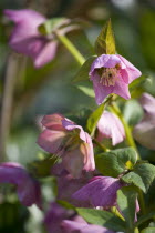 Plants, Flowers, Helleborus orientalis, Hellebore, Group of pink flowering hybrid Lenten rose flowers.