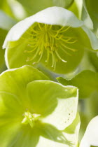 Plants, Flowers, Helleborus, Pale green flowering Hellebore or Lenten rose.