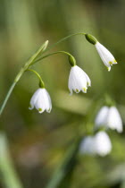 Plants, Flowers, Leucojum vernum, Spring snowflake with three small white flowers opening up on a single stem.