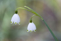 Plants, Flowers, Leucojum vernum, Spring snowflake with three small white flowers opening up on a single stem.