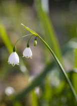 Plants, Flowers, Leucojum vernum, Spring snowflake with three small white flowers opening up on a single stem.