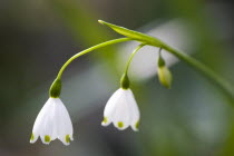 Plants, Flowers, Leucojum vernum, Spring snowflake with three small white flowers opening up on a single stem.