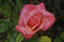 Ireland, County Cork, Youghal, a rose in convent garden.