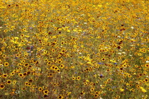 England, London, Stratford Olympic Park, Naturalistic meadow planting using per-annual plants from around the world.