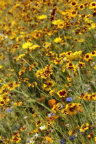 England, London, Stratford Olympic Park, Naturalistic meadow planting using per-annual plants from around the world.