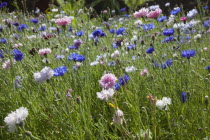 Meadow of mixed wild flowers ,Cornflower and Daisies.