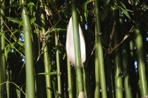 Close up of Semiarundinaria Fastuosa Bamboo growing in urban garden.